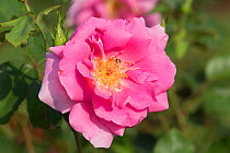 Shrub Rose 'Carefree Beauty', Winfield, Illinois, USA