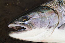 A freshly caught Silver salmon (Oncorhynchus kisutch) from Olga Bay, Kodiak Island, Alaska, August.