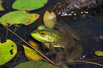 Bullfrog (Lithobates catesbeianus) in pond amongst  White Water-Lily pads, Connecticut, USA, August.