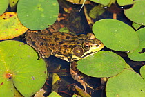 Northern Leopard Frog (Lithobates pipiens) in pond amongst  White Water-Lily pads, Connecticut, USA, August. Non exclusive.