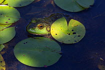 Bullfrog (Lithobates catesbeianus) in White Water-Lily pads, Connecticut, USA, August.