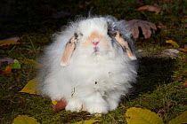 Fluffy Lop rabbit in  East Haddam, Connecticut. USA.