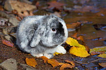 Lop Rabbit baby in autumn leaf litter, East Haddam, Connecticut, USA.