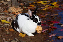 Mini Rex Rabbit next to brook, East Haddam, Connecticut, USA.