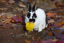 Mini Rex Rabbit, eating leaf at edge of brook in autumn, East Haddam, Connecticut, USA.
