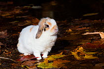 Lop Rabbit at edge of woodland brook, East Haddam, Connecticut. USA (KT) To NPL, non-excl.