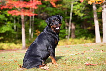 Rottweiler in autumn, East Haddam, Connecticut, USA.