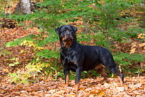 Rottweiler in autumn, East Haddam, Connecticut, USA. Non exclusive.