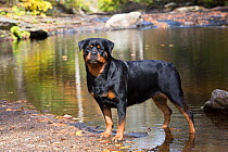Rottweiler in autumn, East Haddam, Connecticut, USA. Non exclusive.