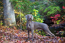 Weimaraner in autumn foliage by small river, East Haddam, Connecticut, USA. Non exclusive.