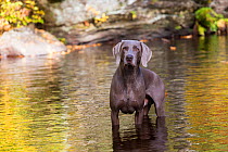 Weimaraner dog in small river, East Haddam, Connecticut, USA. Non exclusive.