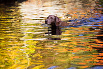 Weimaraner dog swimming in small river with autumn colour reflections, East Haddam, Connecticut, USA. Non exclusive.