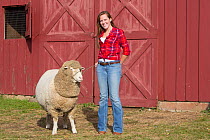 Young woman with American Cormo sheep ewe on farm, Massachusetts, USA, November 2013. Model released.