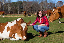 Young woman with Guernsey heifer in pasture, Granby, Connecticut, USA, November 2013. Model released.
