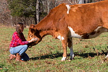 Young woman with Guernsey heifer in pasture, Granby, Connecticut, USA, November 2013. Model released.