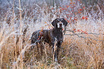 German Shorthair Pointer in grasses, Canterbury, Connecticut, USA. Non exclusive.