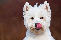 West Highland Terrier head portrait licking nose, Connecticut, USA. Non exclusive.