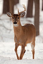 White-tailed deer (Odocoileus virginianus) buck with one antler shed, New York, USA, February.