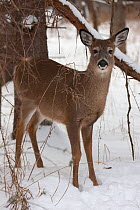 Female White-tailed deer (Odocoileus virginianus), New York, USA, January.