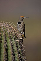 Female Northern flicker (Colaptes auratus), Arizona, USA, February.