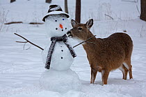 Female White-tailed deer (Odocoileus virginianus) with snowman, New York, USA, February.