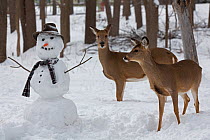 Male and female White-tailed deer (Odocoileus virginianus) with snowman, New York, USA, February.