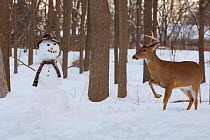Male White-tailed deer (Odocoileus virginianus) with snowman, New York, USA, February.