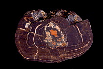 Cross-section of a polymetalic deep sea nodule, rich in Manganese and Cobalt, from the Blake plateau (800m deep) off the coast of South Carolina, USA.