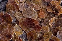 Vermiculite flakes, a hydrous, silicate mineral classified as a phyllosilicate, it expands greatly when heated.