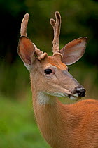 Portrait of a male White-tailed deer (Odocoileus virginianus), New York, USA, August.