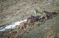 Snow leopard (Panthera uncia), Hemis National Park, Ladakh, India, February.