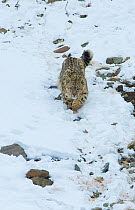 Snow leopard (Panthera uncia), Hemis National Park, Ladakh, India, February.