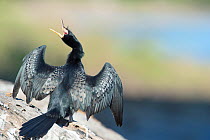 Reed cormorant (Microcarbo africanus) drying out in the sun, Chobe National Park, Botswana.