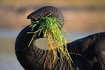 Close-up of the trunk of an African elephant (Loxodonta africana) holding grass, Chobe National Park, Botswana.