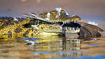 Nile crocodile (Crocodylus niloticus) with dove prey, Chobe National Park, Botswana.