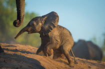 Baby African elephant (Loxodonta africana), climbing up a riverbank, Chobe National Park, Botswana.