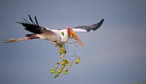 Yellow-billed stork (Mycteria ibis) in flight, with nest building material, Chobe National Park, Botswana.