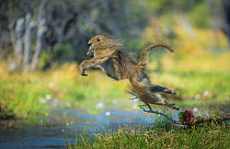 Chacma baboon (Papio hamadryas ursinus) jumping into shallow water, Khwai River, Moremi Game Reserve, Botswana.