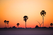 Real fan palms (Hyphaene petersiana) silhouetted at sunrise, Okavango Delta, Botswana.