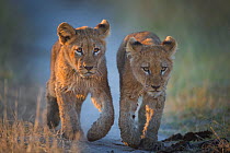 Two African lion (Panthera leo) cubs walking on a path. Okavango Delta, Botswana.