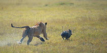 African lioness (Panthera leo) chasing a Warthog (Phacochoerus africanus), Okavango Delta, Botswana.
