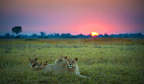 Pride of African lions (Panthera leo) at sunrise, Okavango Delta, Botswana.