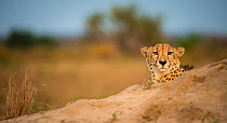 Cheetah (Acinonyx jubatus) resting on a termite mound, Phinda Private Game Reserve, South Africa.