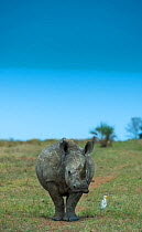 White rhinoceros (Ceratotherium simum) feeding on grass, Phinda Private Game Reserve, South Africa.