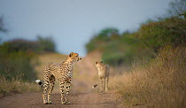 Two Cheetahs (Acinonyx jubatus) on a track, Phinda Private Game Reserve, South Africa.