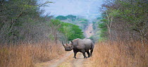 Black rhinoceros (Diceros bicornis) crossing a road, Phinda Private Game Reserve, South Africa.