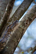 African rock python (Python sebae) in a tree, Phinda Private Game Reserve, South Africa.