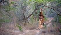 Giraffe (Giraffa camelopardalis) walking along a road, Phinda Private Game Reserve, South Africa.