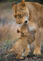 African lioness (Panthera leo) playing with a young cub, Phinda Private Game Reserve, South Africa.
