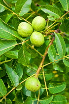 Walnut (Juglans regia) fruits, Bavaria, Germany, July